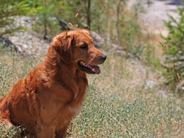 宠物 狗 汪星人 金毛犬