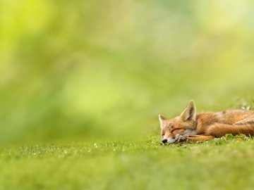 野生动物 狐狸