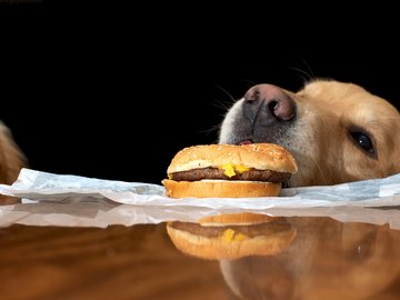 宠物 狗 汪星人 拉不拉多犬