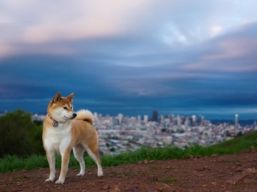 宠物 狗 汪星人 柴犬