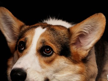 宠物 狗 汪星人 柯基犬