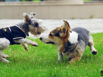 宠物 狗 汪星人 雪纳瑞犬 柯基犬