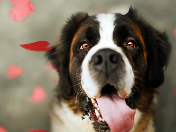 宠物 狗 汪星人 圣伯纳犬