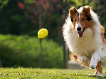 宠物 狗 汪星人 牧羊犬