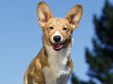 宠物 狗 汪星人 柯基犬