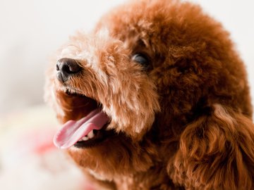 宠物 狗 汪星人 泰迪犬