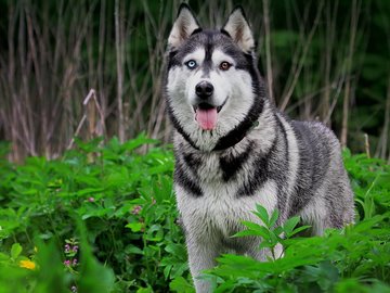 宠物 狗 汪星人 哈士奇犬