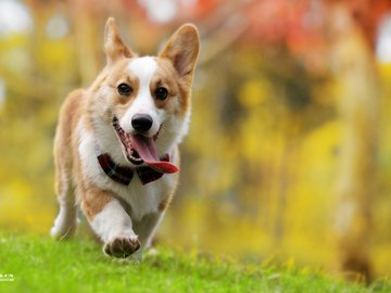 宠物 狗 汪星人 柯基犬