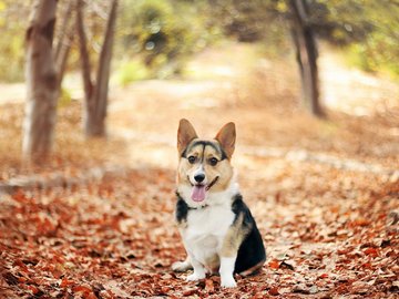 宠物 狗 汪星人 柯基犬