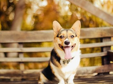 宠物 狗 汪星人 柯基犬