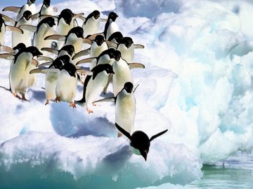 野生动物 企鹅 极地 可爱