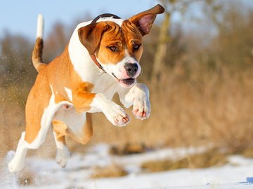 宠物 狗 汪星人 柯基犬