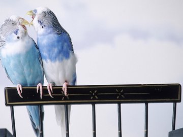 萌宠 小鸟天堂