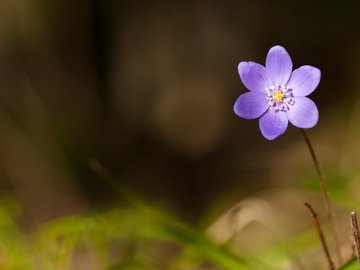 小清新 娇艳欲滴 花