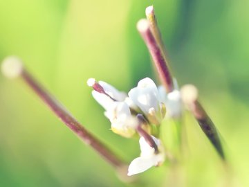 小清新 护眼壁纸