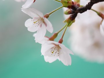 小清新 清新淡雅 花