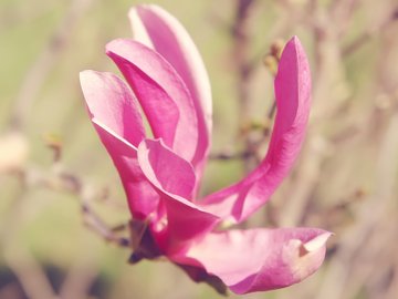 小清新 鸟语花香 花卉