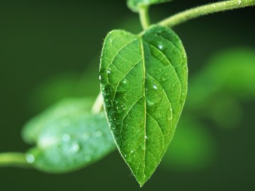 水珠 绿叶 嫩芽 护眼壁纸