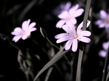 小清新 清新淡雅 花卉