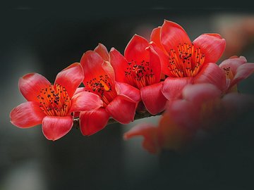 春暖花开 春天 花 植物 宽屏