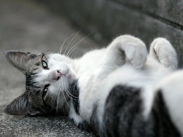 街角 小猫咪 摄影 高清 猫 动物