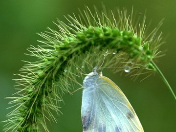 春 之 绿 植物 昆虫图 蝴蝶