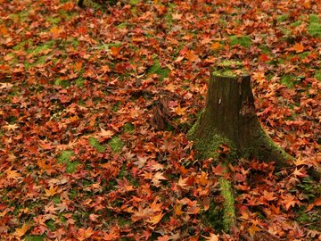 小清新 静物写真 枫叶