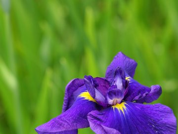 小清新 静物写真 花卉