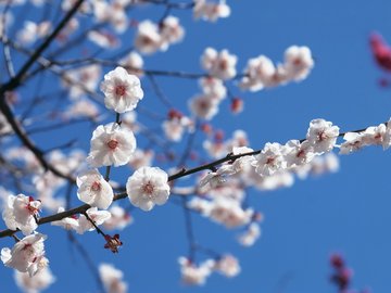 小清新 清新淡雅 花卉