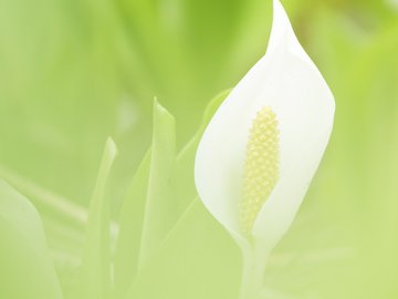 小清新 清新淡雅 花卉