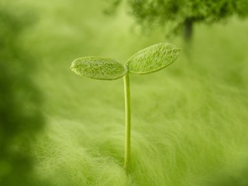 小清新 护眼壁纸 绿色