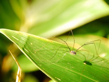 小清新 静物写真 静物 绿色