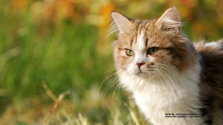 萌宠 动物 可爱 猫 萌 喵星人