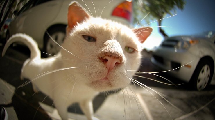 萌宠 可爱 动物 小动物 猫 喵星人