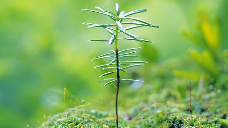 小清新 植物 绿色 护眼壁纸 绿色心情