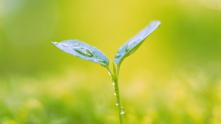 小清新 植物 绿色 护眼壁纸 绿色心情