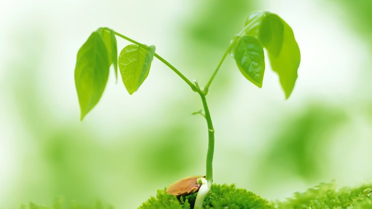 小清新 植物 绿色 护眼壁纸 绿色心情