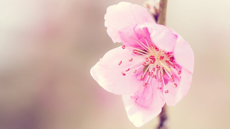 小清新 清新淡雅 花卉