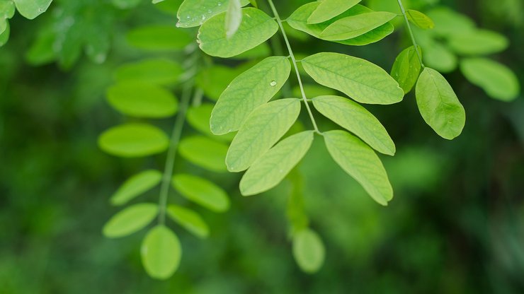 小清新 护眼壁纸