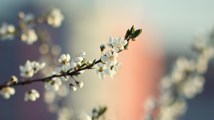 风景 花朵 春天 摄影