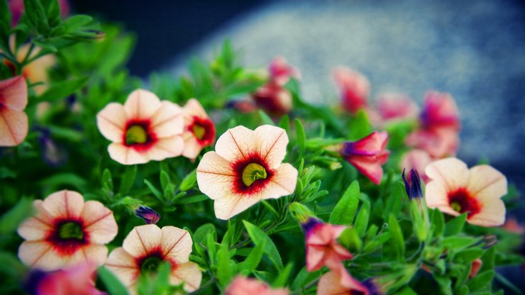 植物 花朵 碧冬茄 摄影 微距