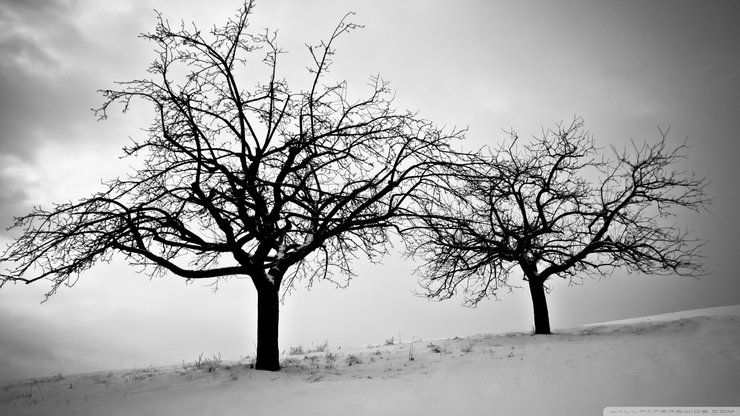 风景 摄影 树木 白雪 冬天