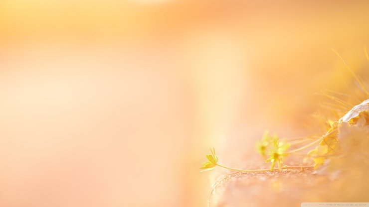 风景 春意盎然 花 花卉