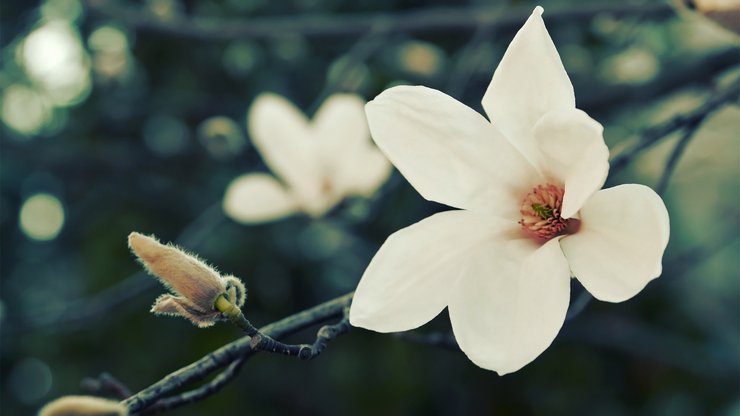 小清新 娇艳欲滴 花卉