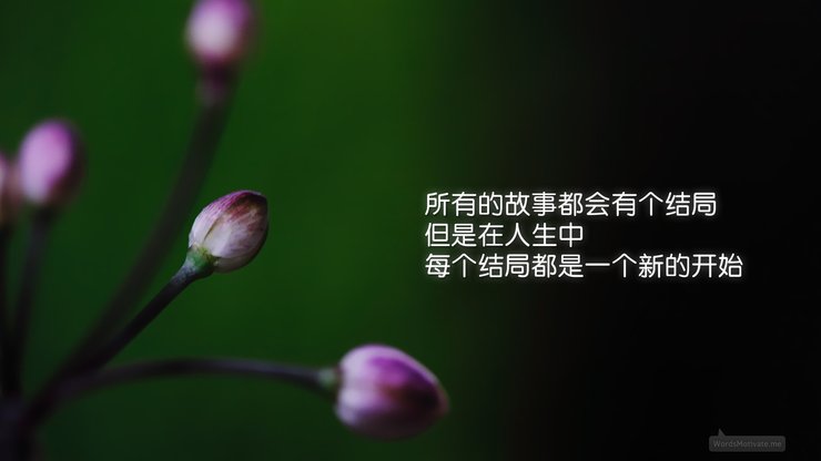 小清新 清新淡雅 花卉