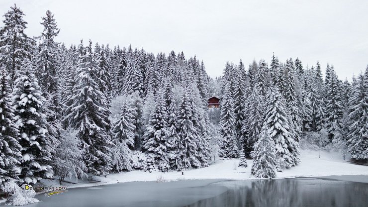 风景 雪景 河流 树林