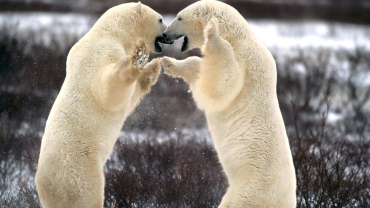 萌宠 动物 可爱 萌物 野生动物 北极熊 极地物种 儿童桌面专用