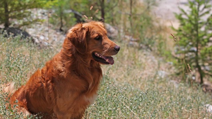 宠物 狗 汪星人 金毛犬