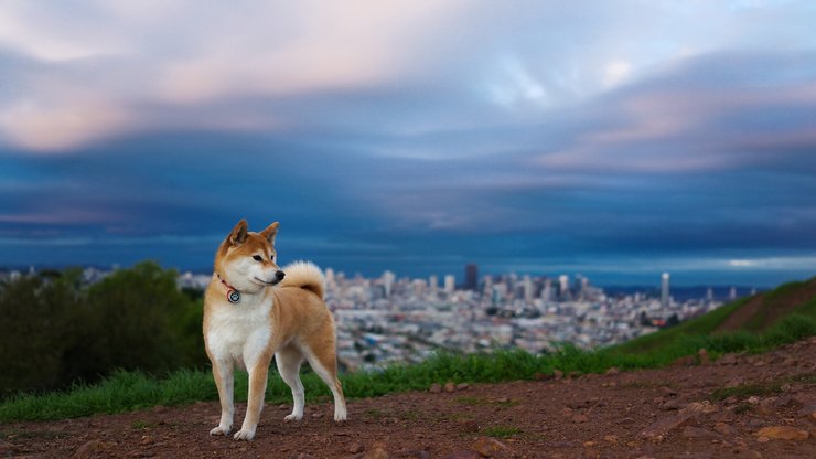 宠物 狗 汪星人 柴犬