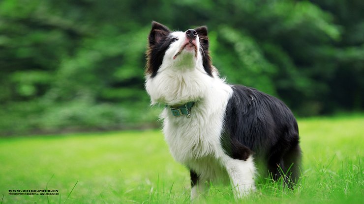 宠物 狗 汪星人 边境牧羊犬